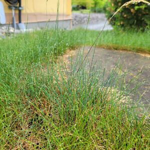 Solacity Eco-Lawn